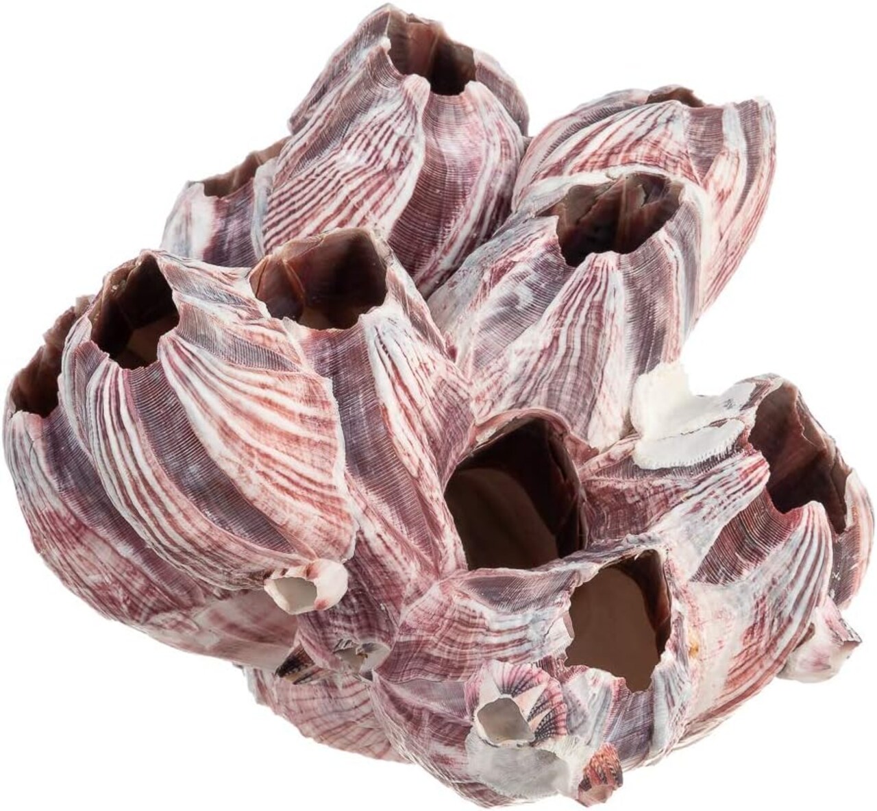 Real Purple Barnacle Cluster 5 to 7 inches Aquarium Ornament Piece for Decoration Natural Barnacle Cluster for Craft and Décor